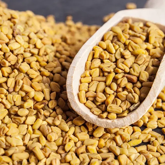Fenugreek